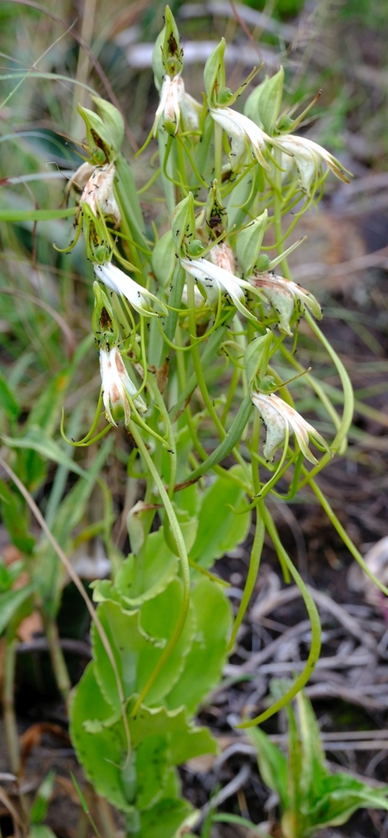 Bonatea steudneri photo 7