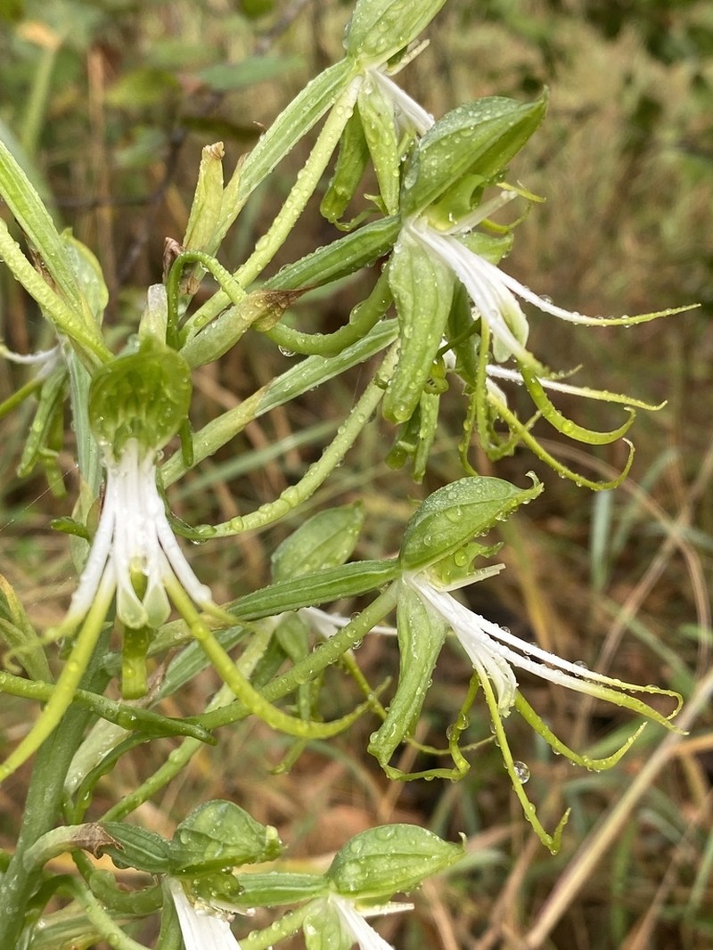 Bonatea steudneri photo 8