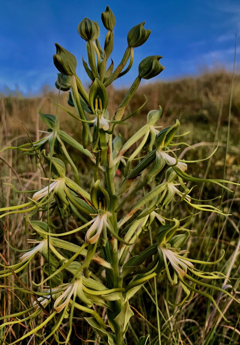 Bonatea volkensiana photo 2