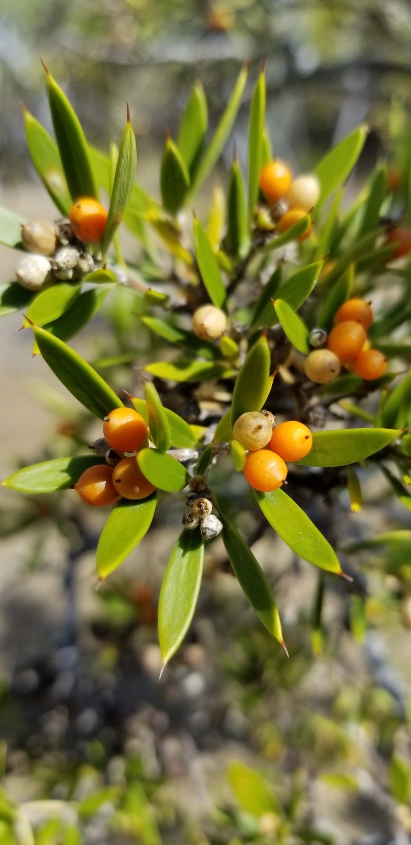 Bonellia bissei