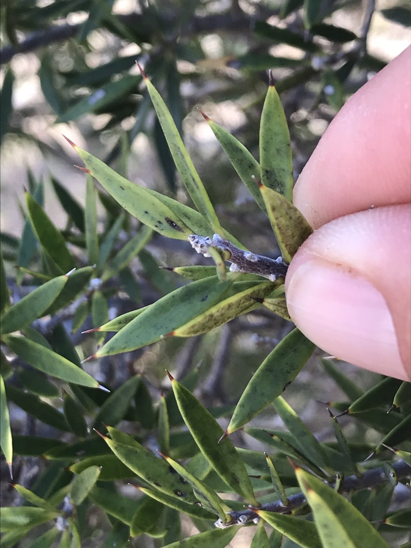 Bonellia bissei photo 2