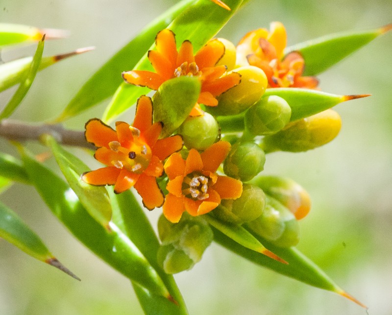 Bonellia bissei photo 3
