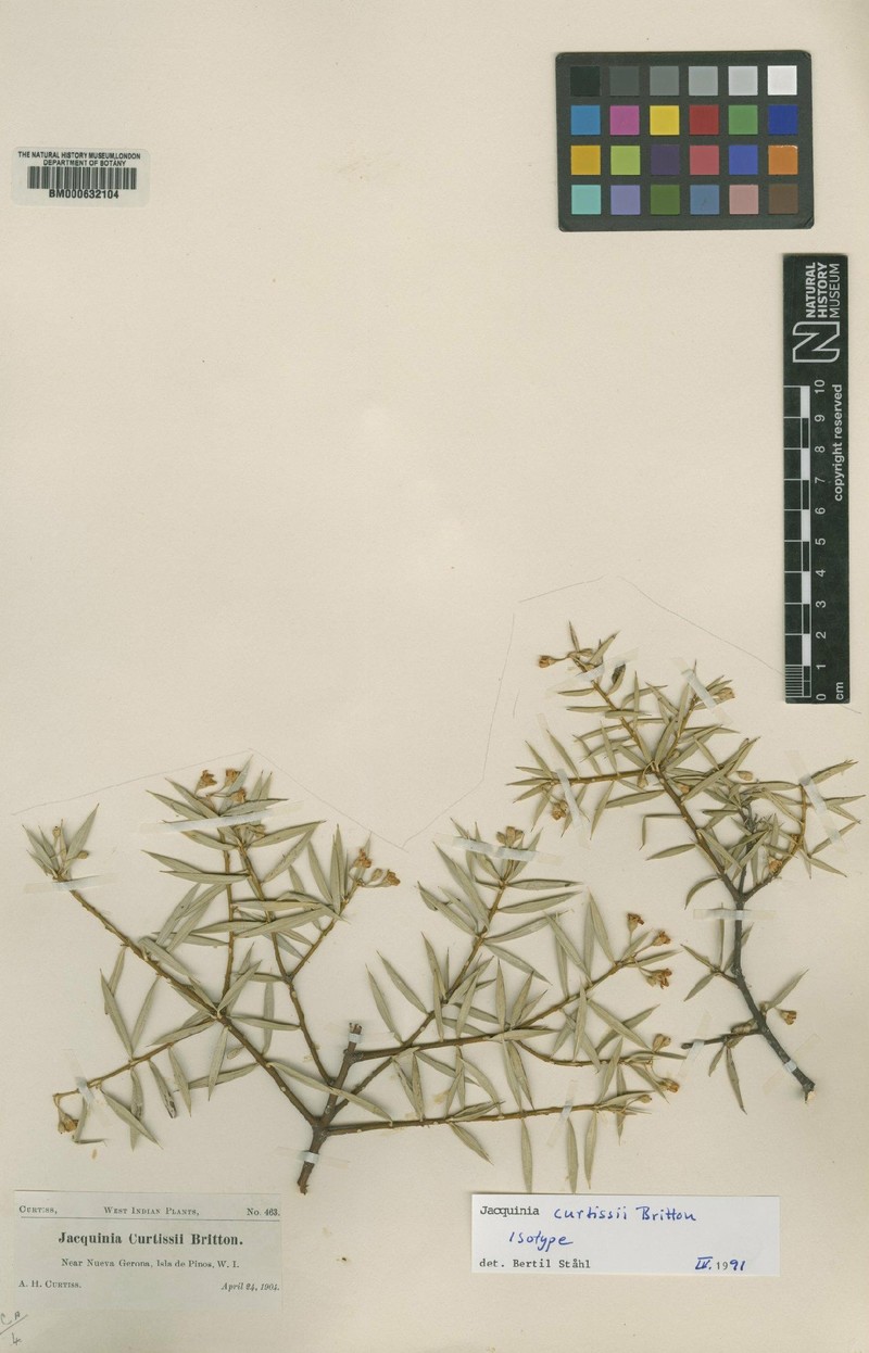 Bonellia curtissii