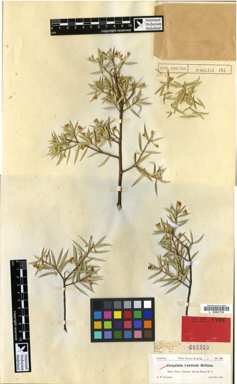 Bonellia curtissii photo 2