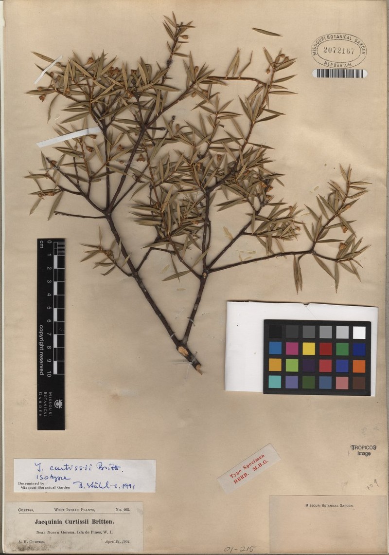 Bonellia curtissii photo 3