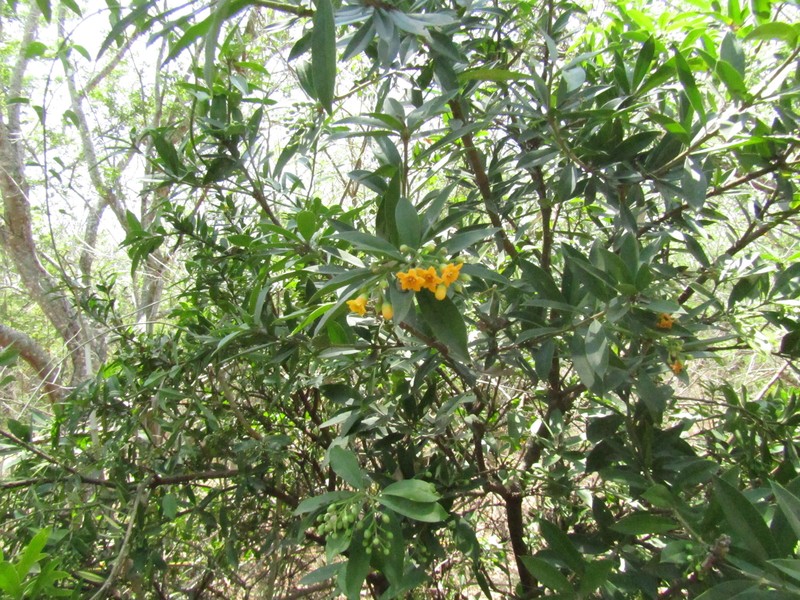 Bonellia macrocarpa subsp. macrocarpa