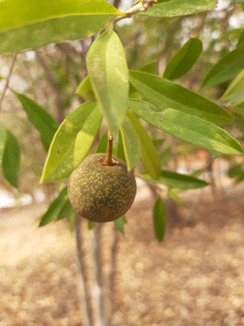 Bonellia macrocarpa subsp. macrocarpa photo 2