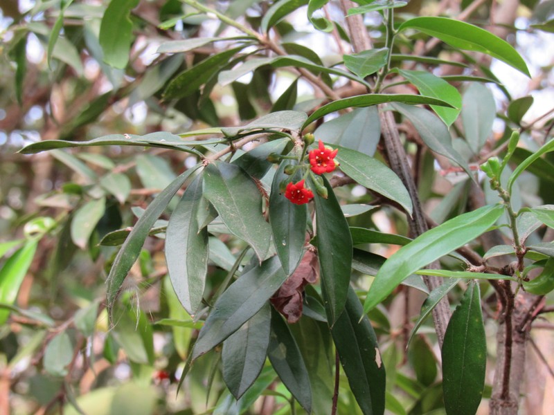 Bonellia macrocarpa subsp. macrocarpa photo 3