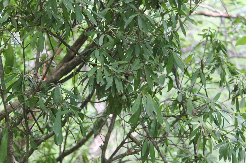 Bonellia macrocarpa subsp. macrocarpa photo 4