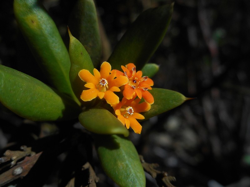 Bonellia oligantha