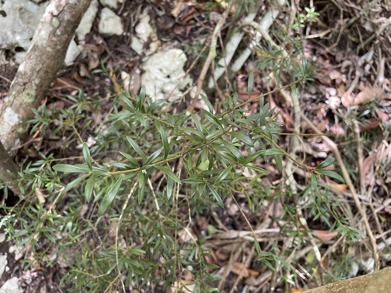 Thicketwood photo 2