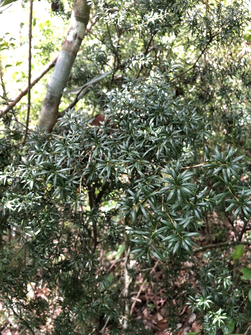 Thicketwood photo 4