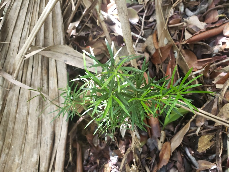 Thicketwood photo 5