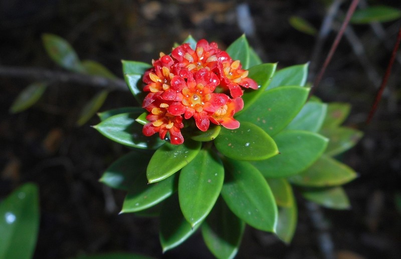 Bonellia robusta