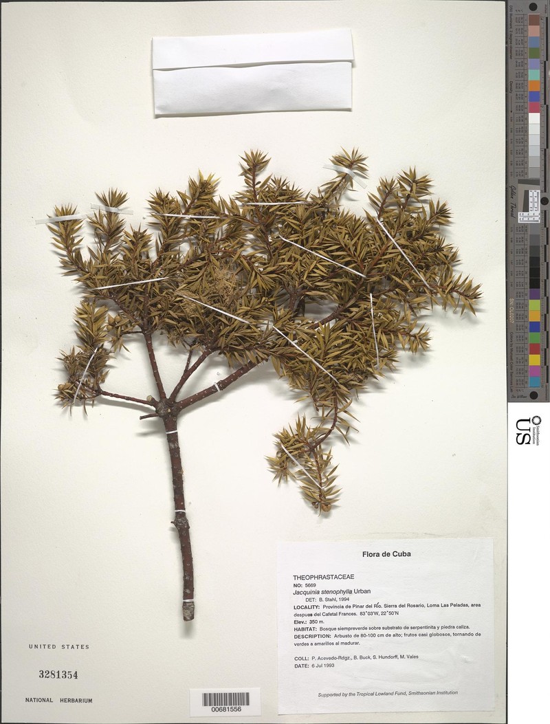Bonellia stenophylla subsp. stenophylla