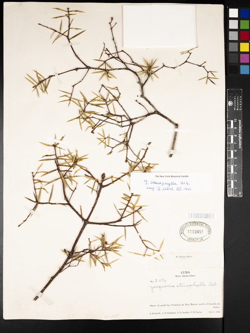 Bonellia stenophylla subsp. stenophylla photo 2