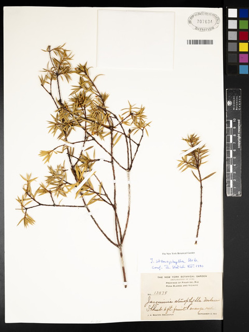 Bonellia stenophylla subsp. stenophylla photo 3