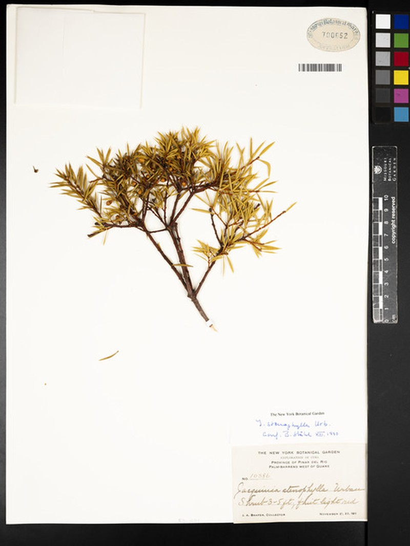 Bonellia stenophylla subsp. stenophylla photo 4