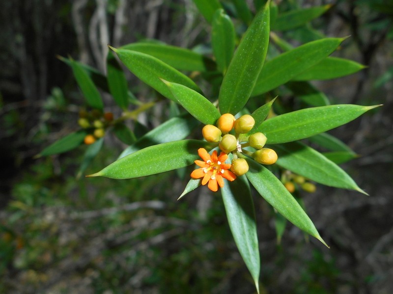 Bonellia stenophylloides