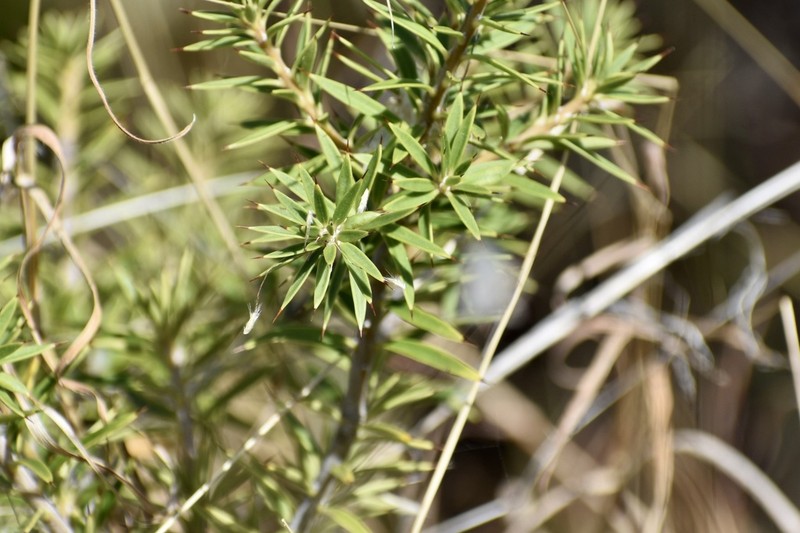 Bonellia stenophylloides photo 2