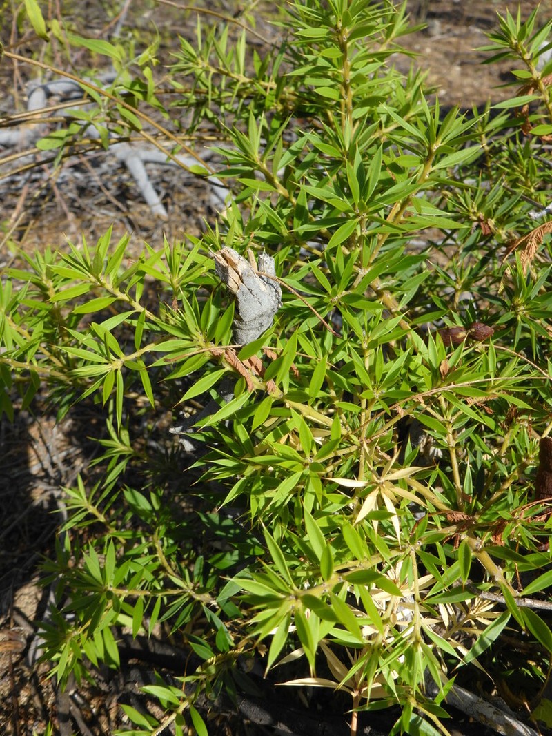 Bonellia stenophylloides photo 3