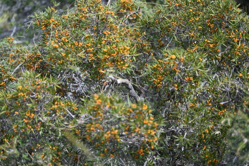 Bonellia stenophylloides photo 4