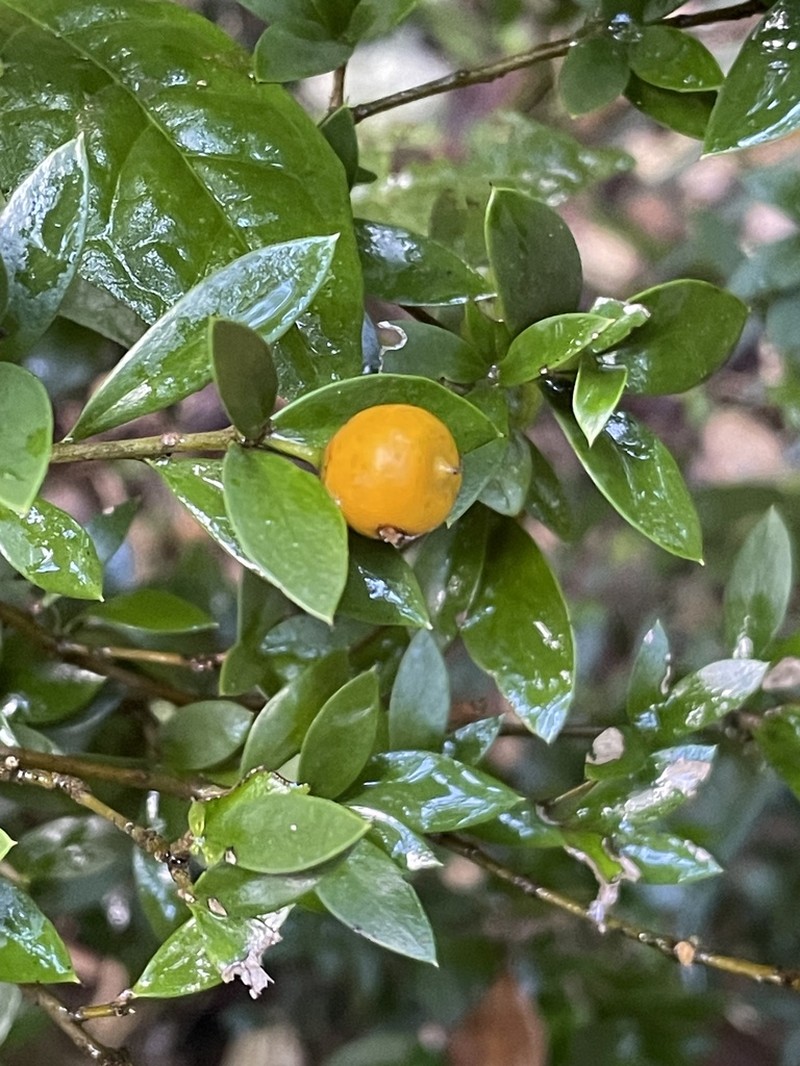 Chirriador photo 3