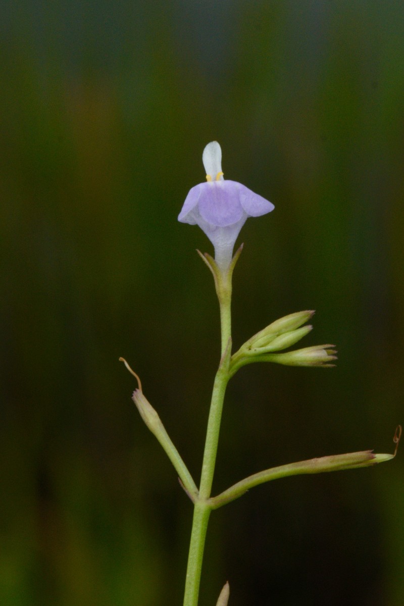 Sparrow False Pimpernel