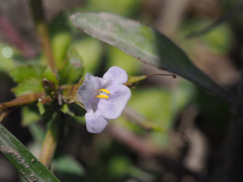 Sparrow False Pimpernel photo 4