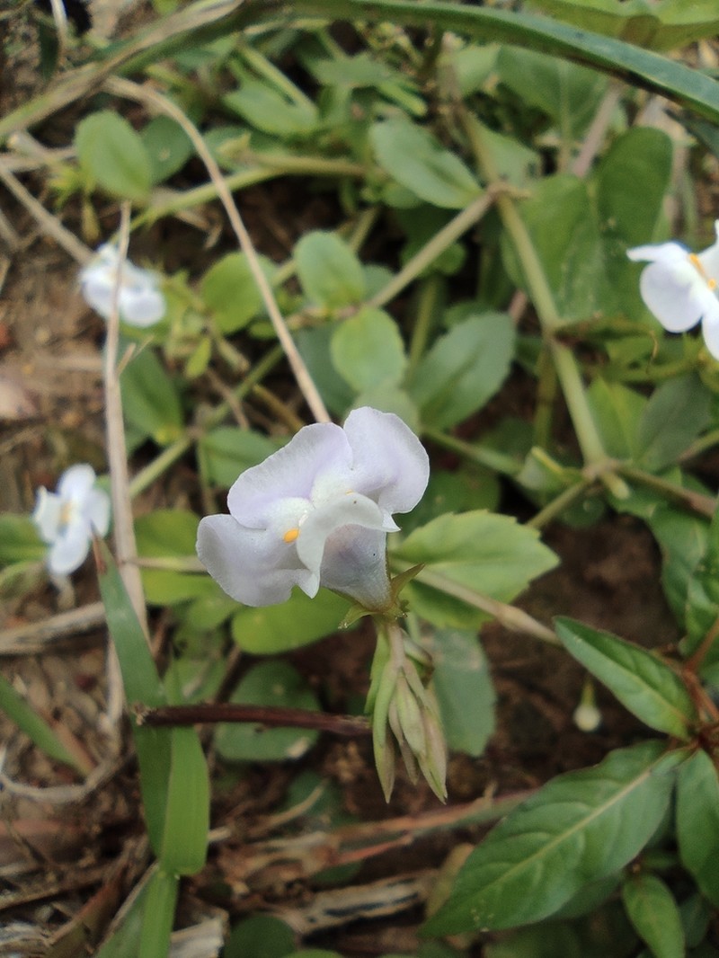 Sparrow False Pimpernel photo 6
