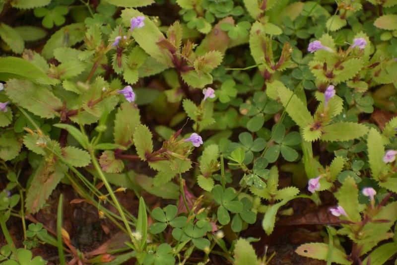 Fringed False Pimpernel