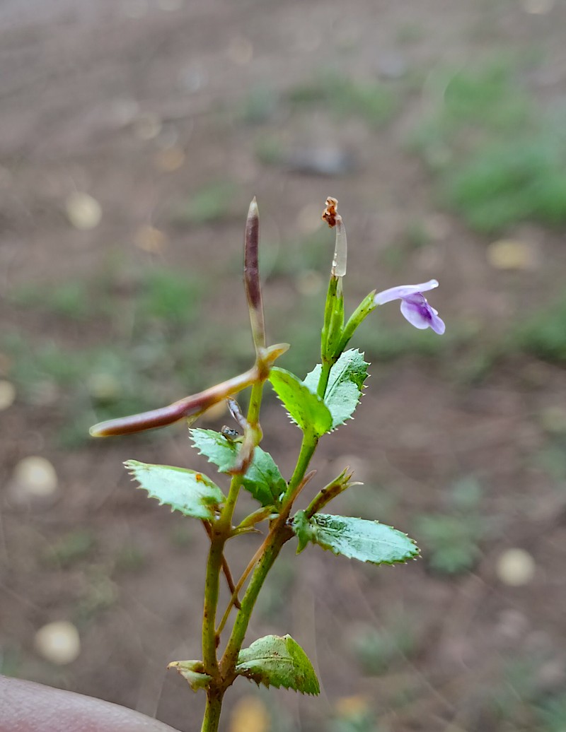 Fringed False Pimpernel photo 5