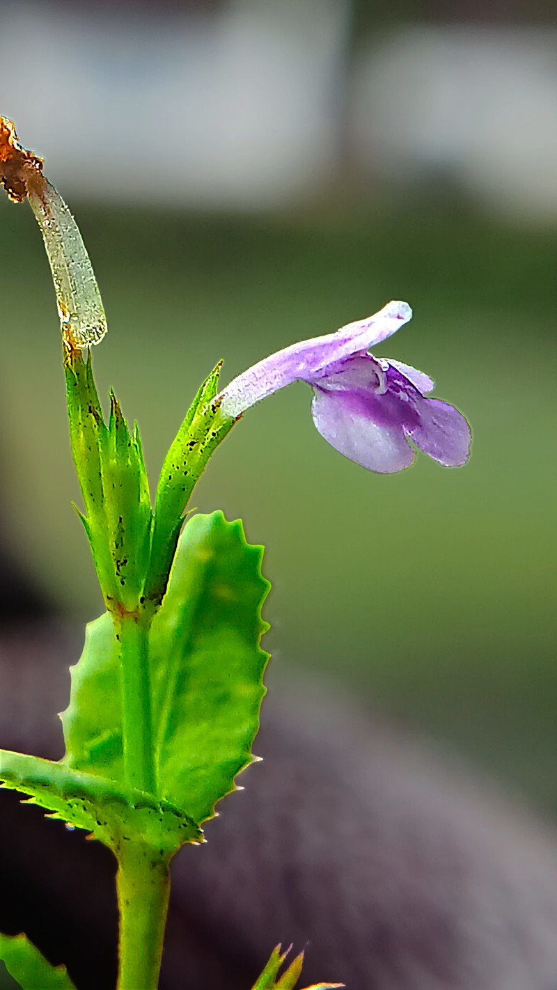Fringed False Pimpernel photo 6