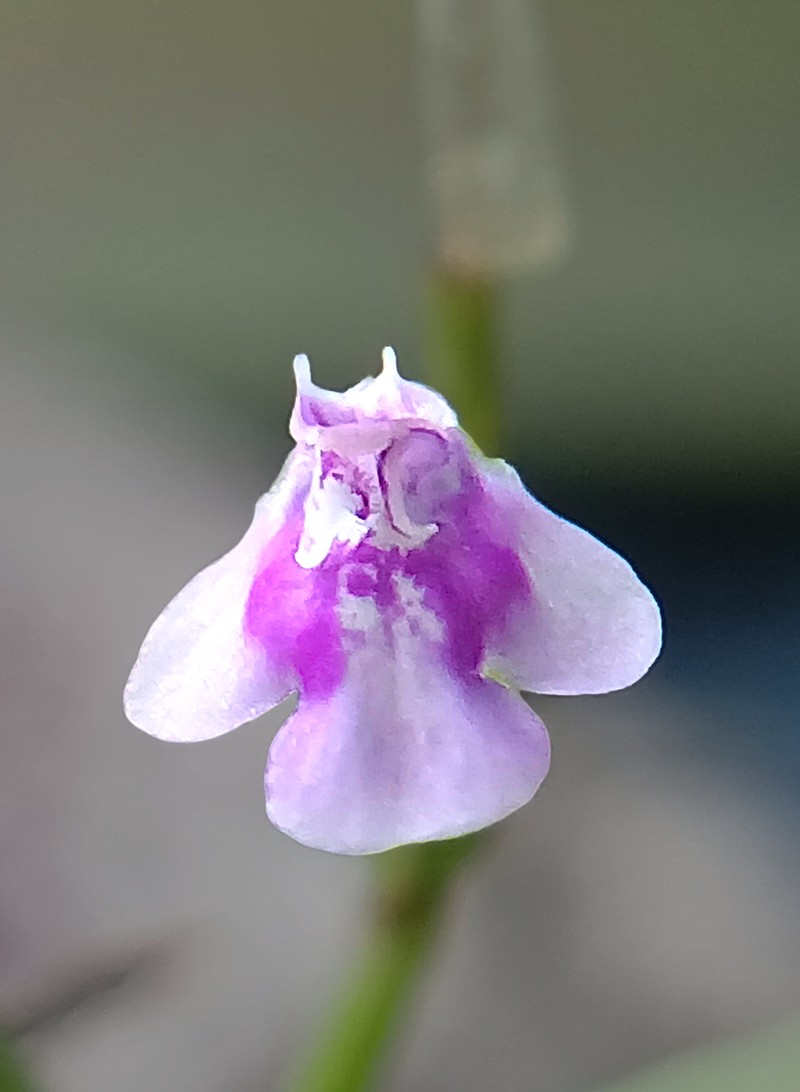 Fringed False Pimpernel photo 7