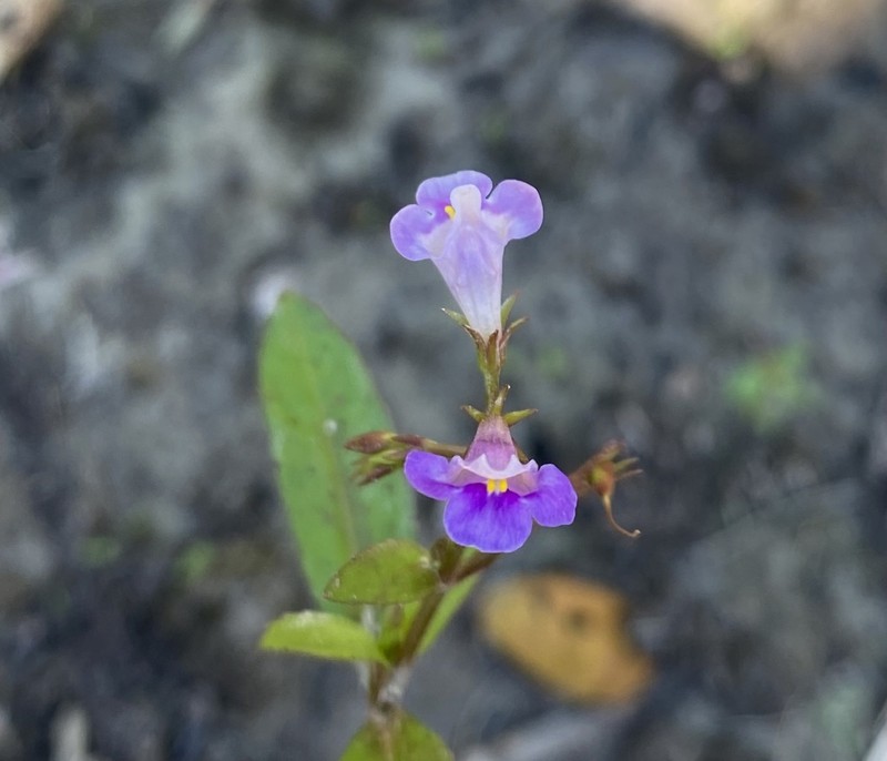 Bonnaya gracilis