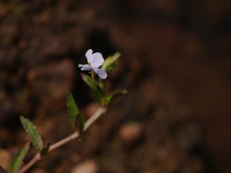 Bonnaya gracilis photo 2