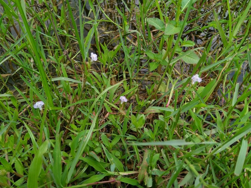 Bonnaya gracilis photo 3