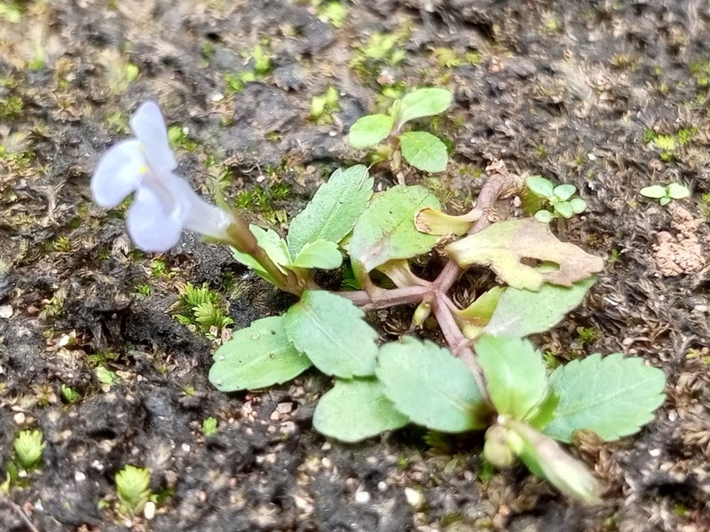 Bonnaya gracilis photo 4