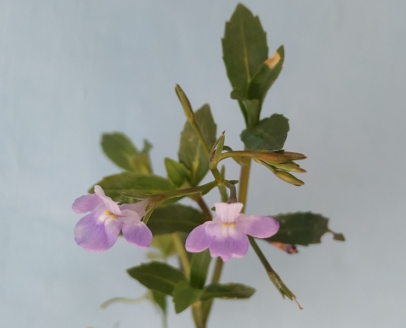 Bonnaya gracilis photo 5