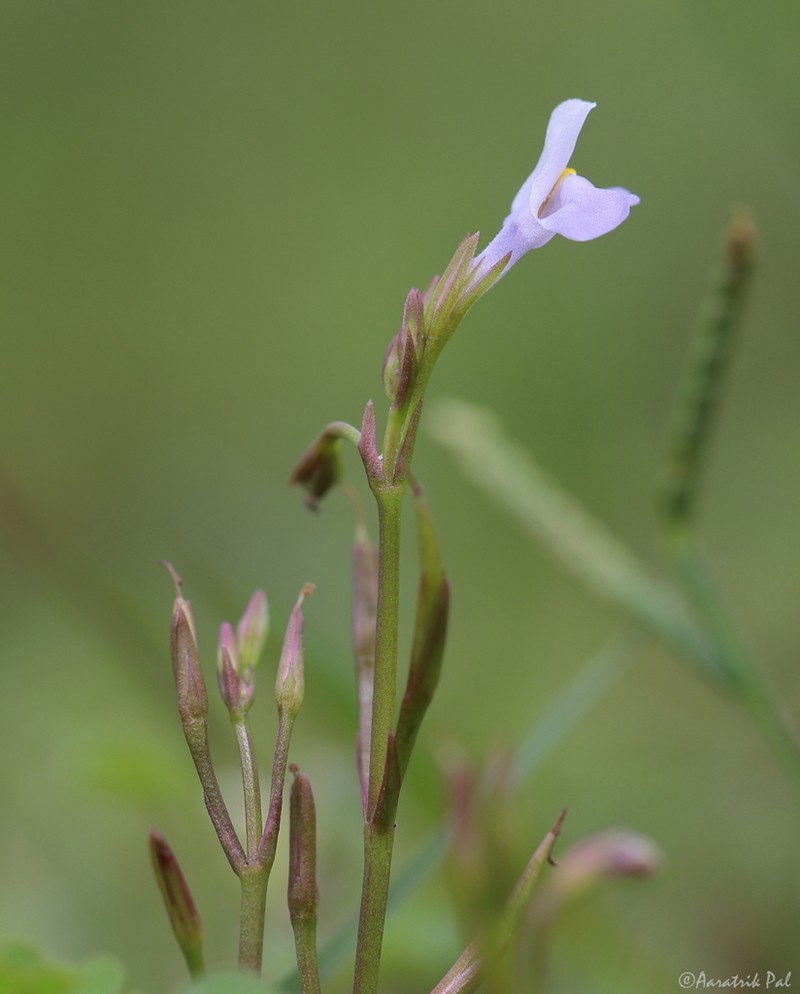 Bonnaya gracilis photo 6