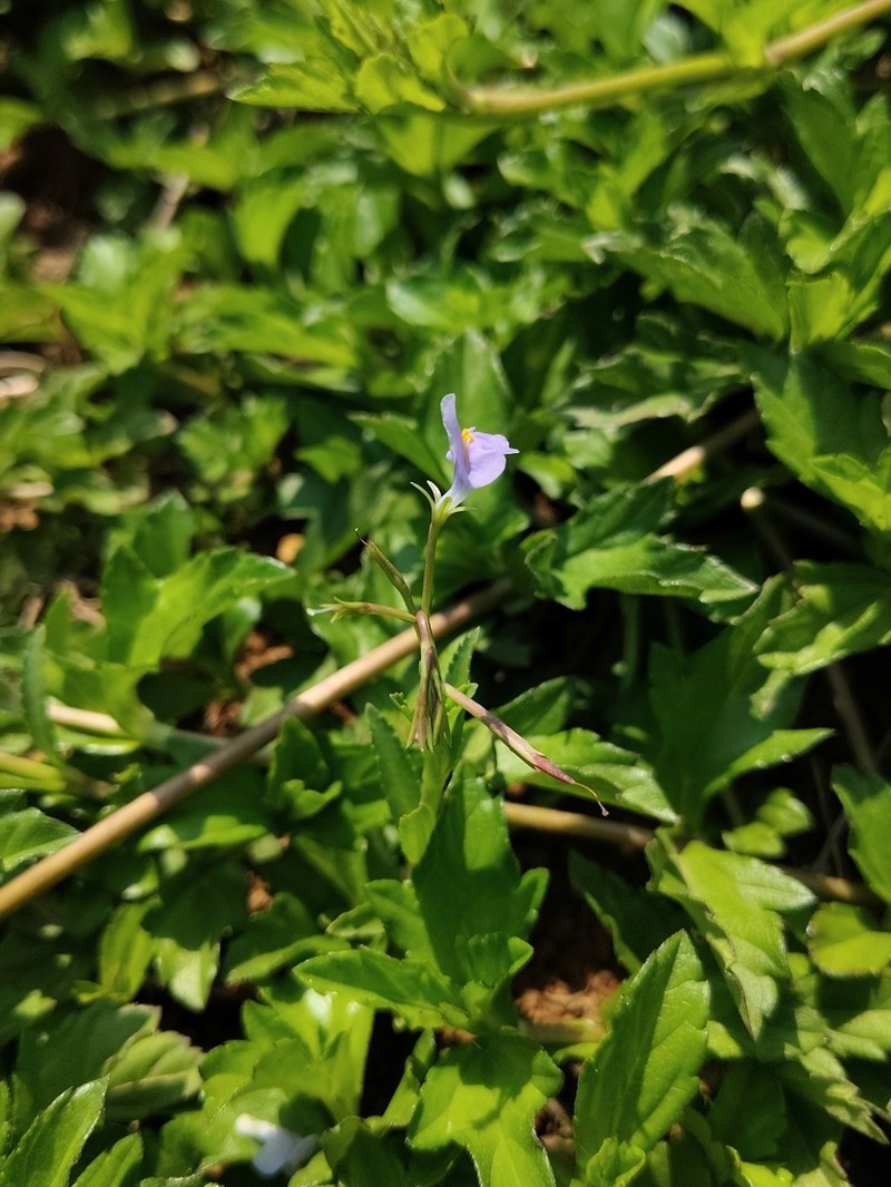 Bonnaya gracilis photo 7