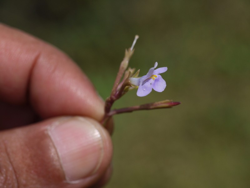 Bonnaya gracilis photo 8