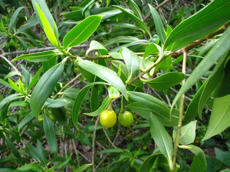 White Alling photo 2