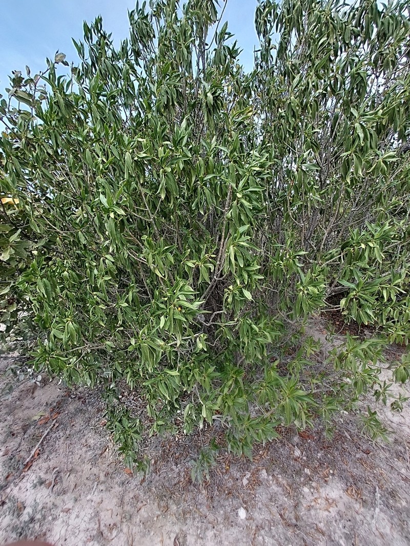 White Alling photo 4