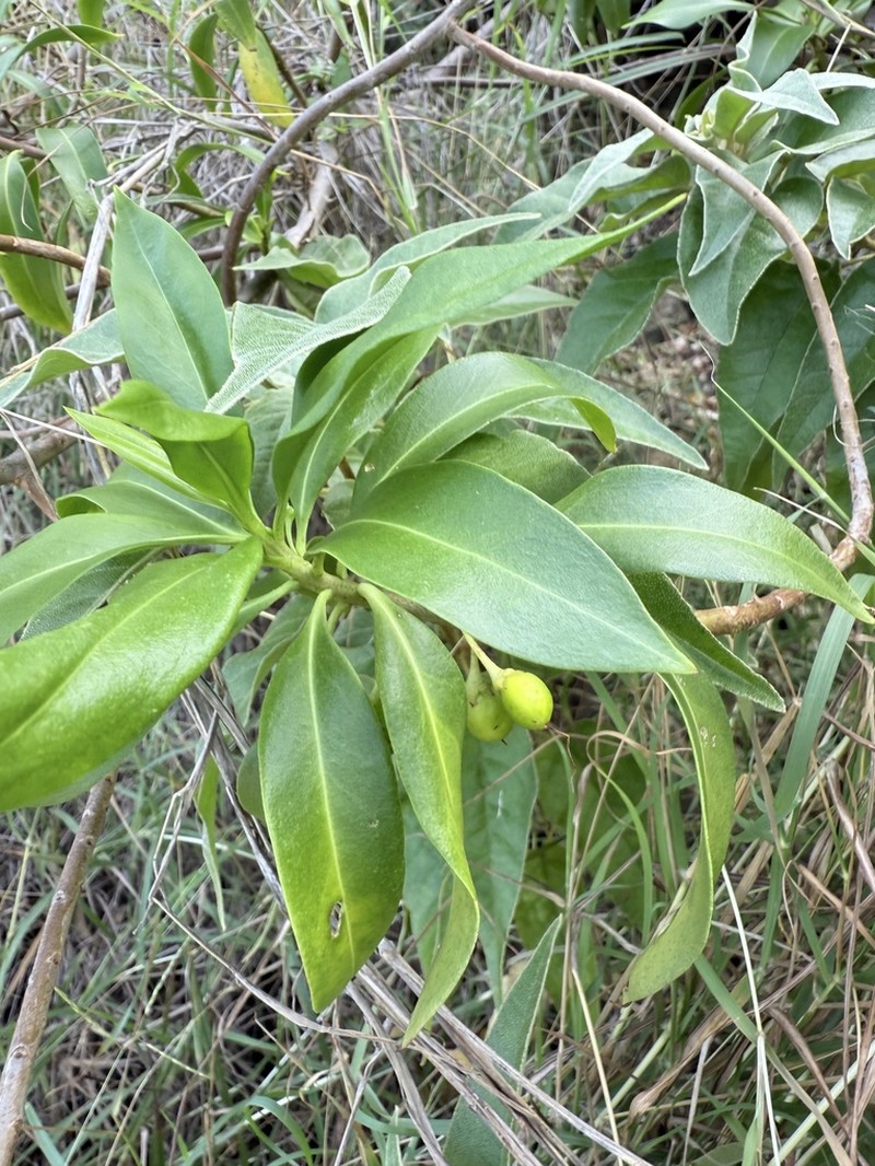 White Alling photo 7