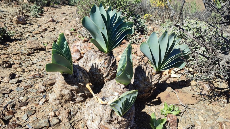 Boophone haemanthoides subsp. ernesti-ruschii