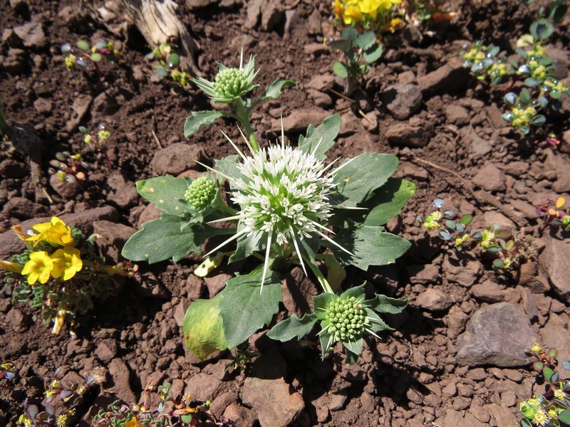 Boopis eryngioides
