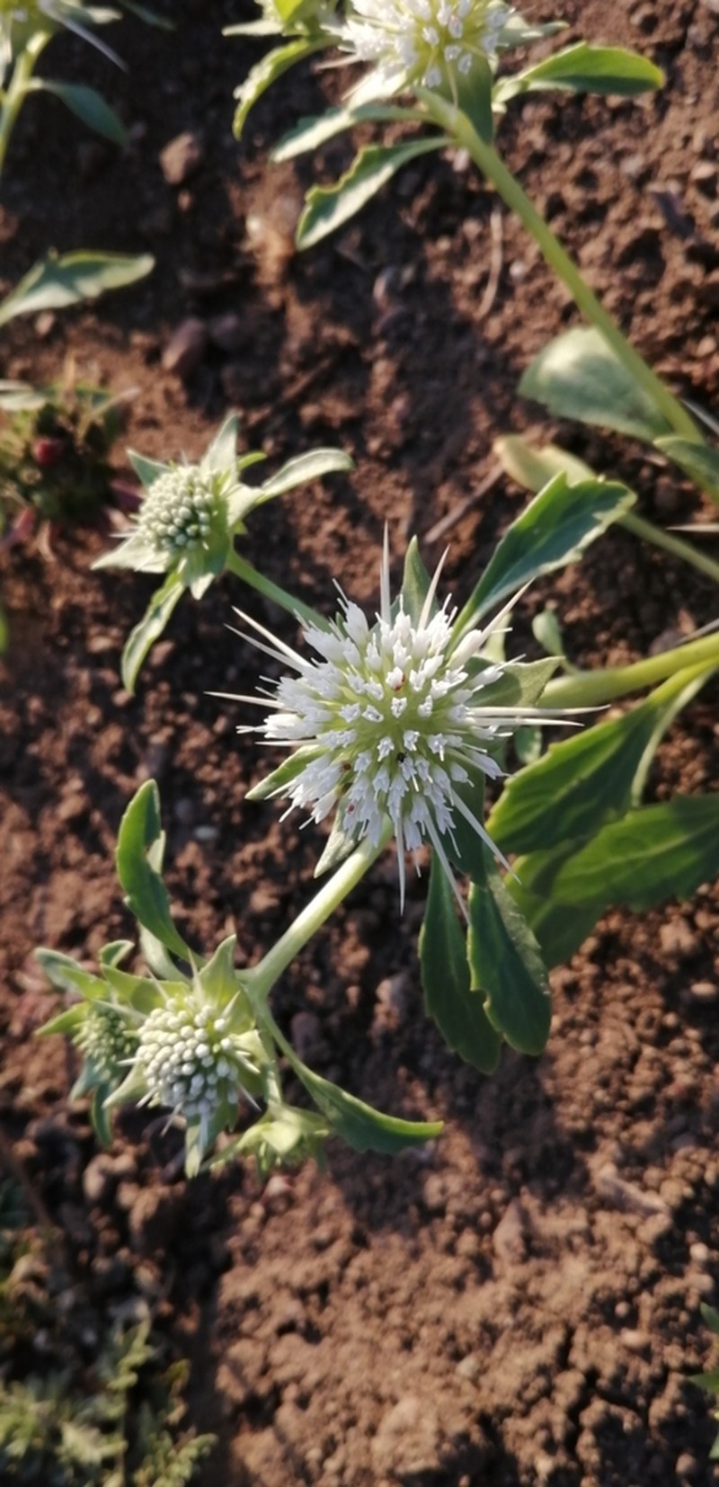 Boopis eryngioides photo 2