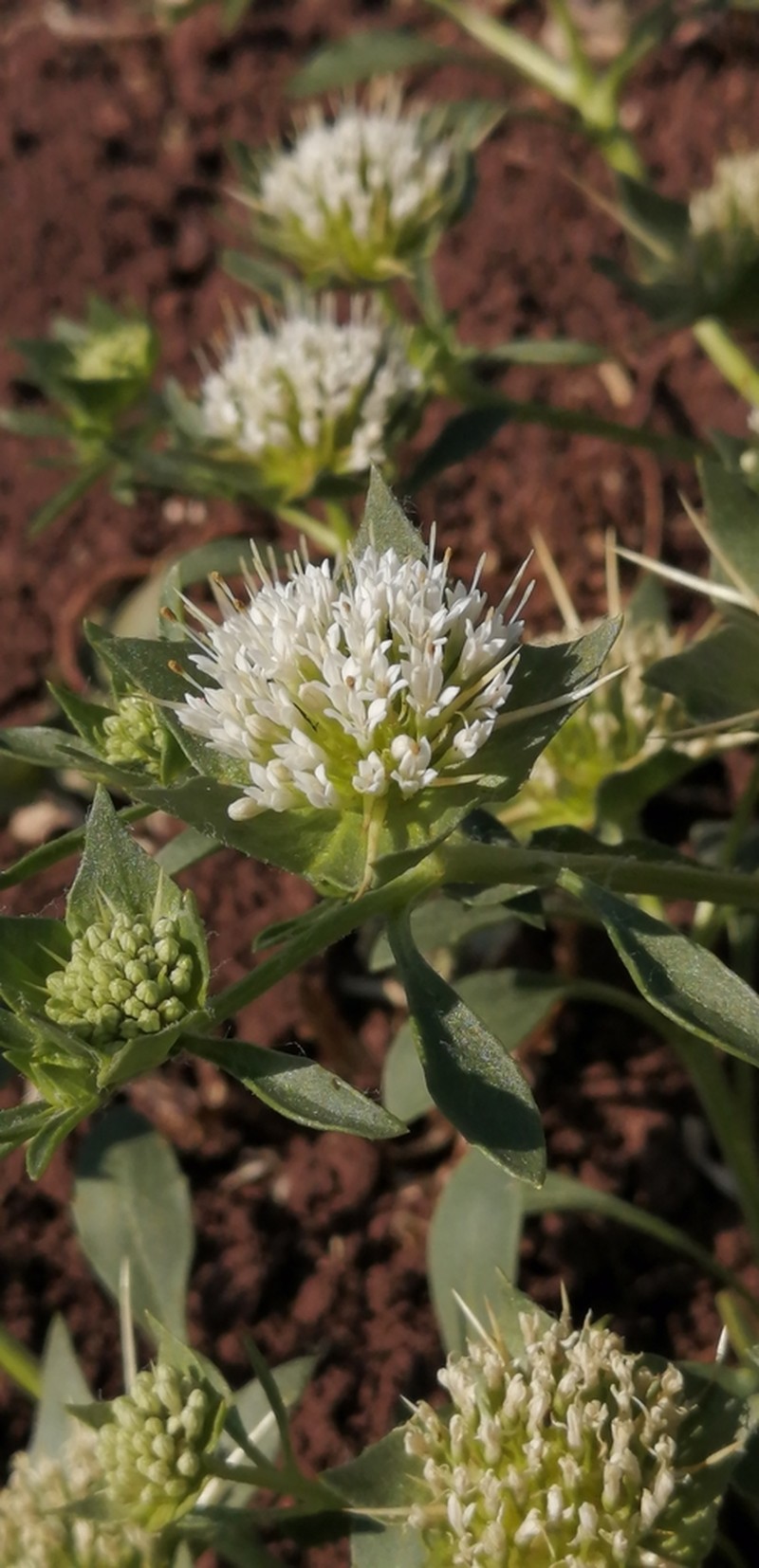 Boopis eryngioides photo 3
