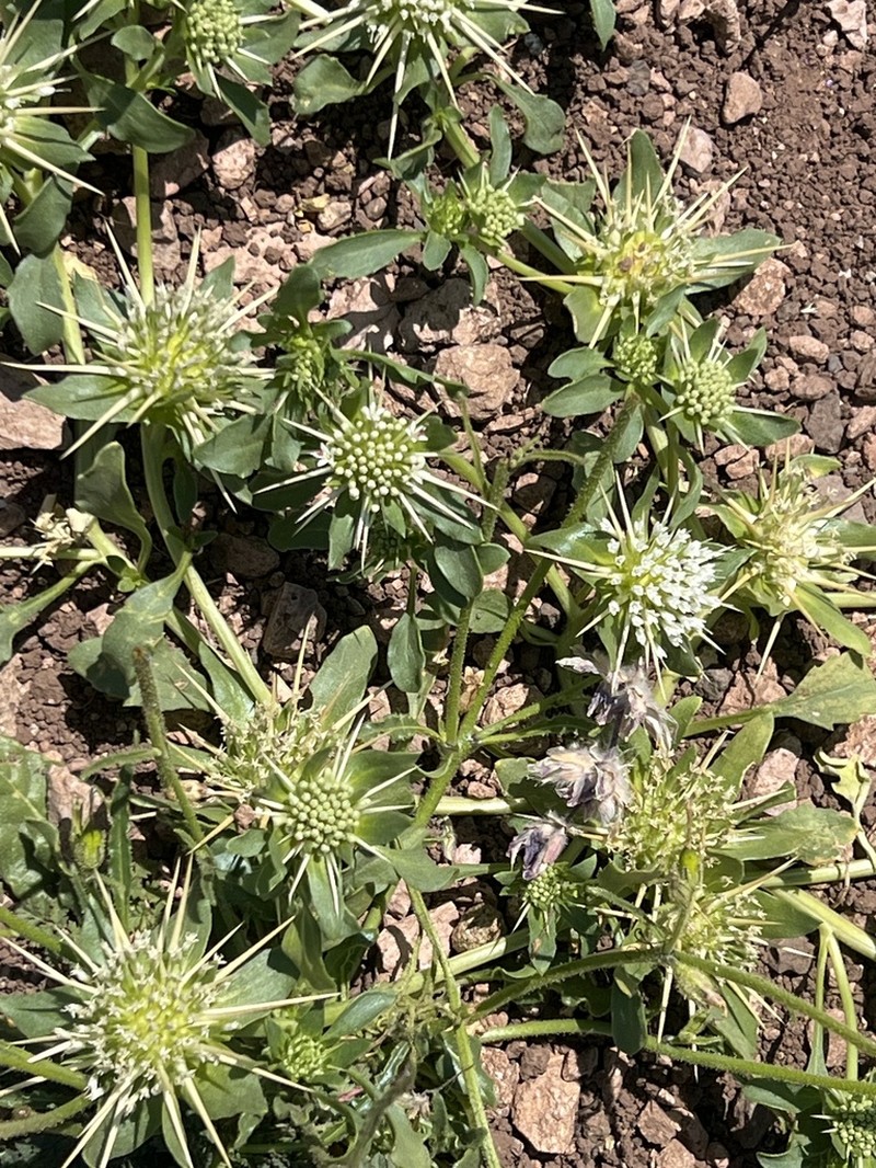 Boopis eryngioides photo 4